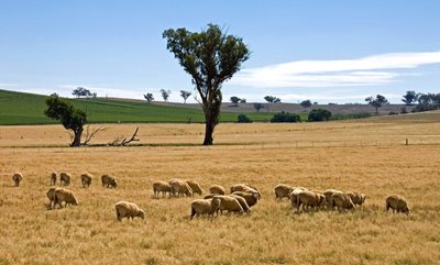 SIMPLER PLANNING RULES FOR PRIMARY PRODUCERS AND RURAL DEVELOPMENT
